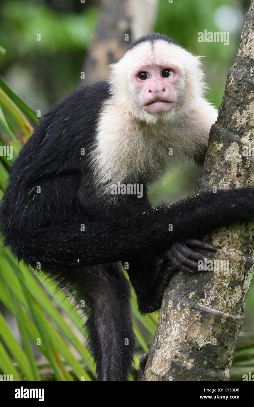 Kapuziner Affen in Costa Rica Stockfoto