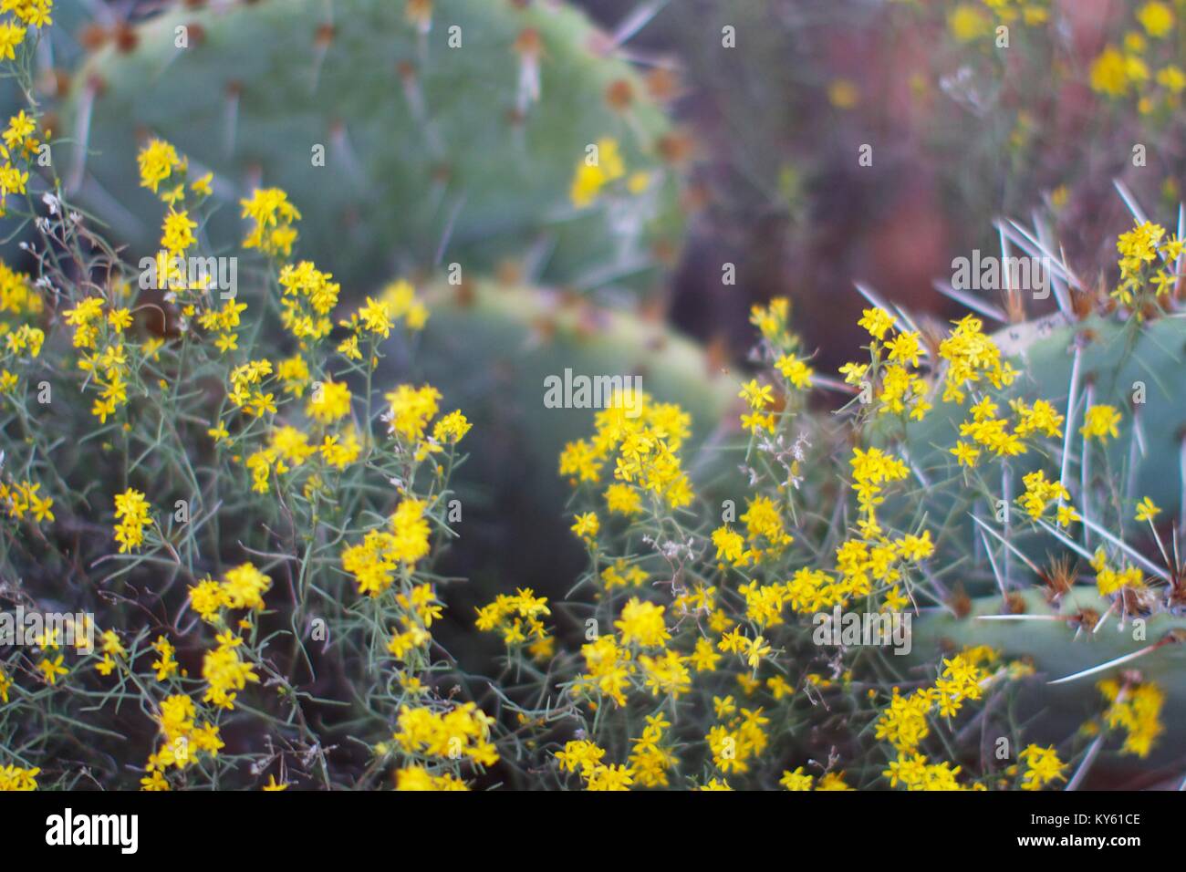 Wüste Flora Stockfoto