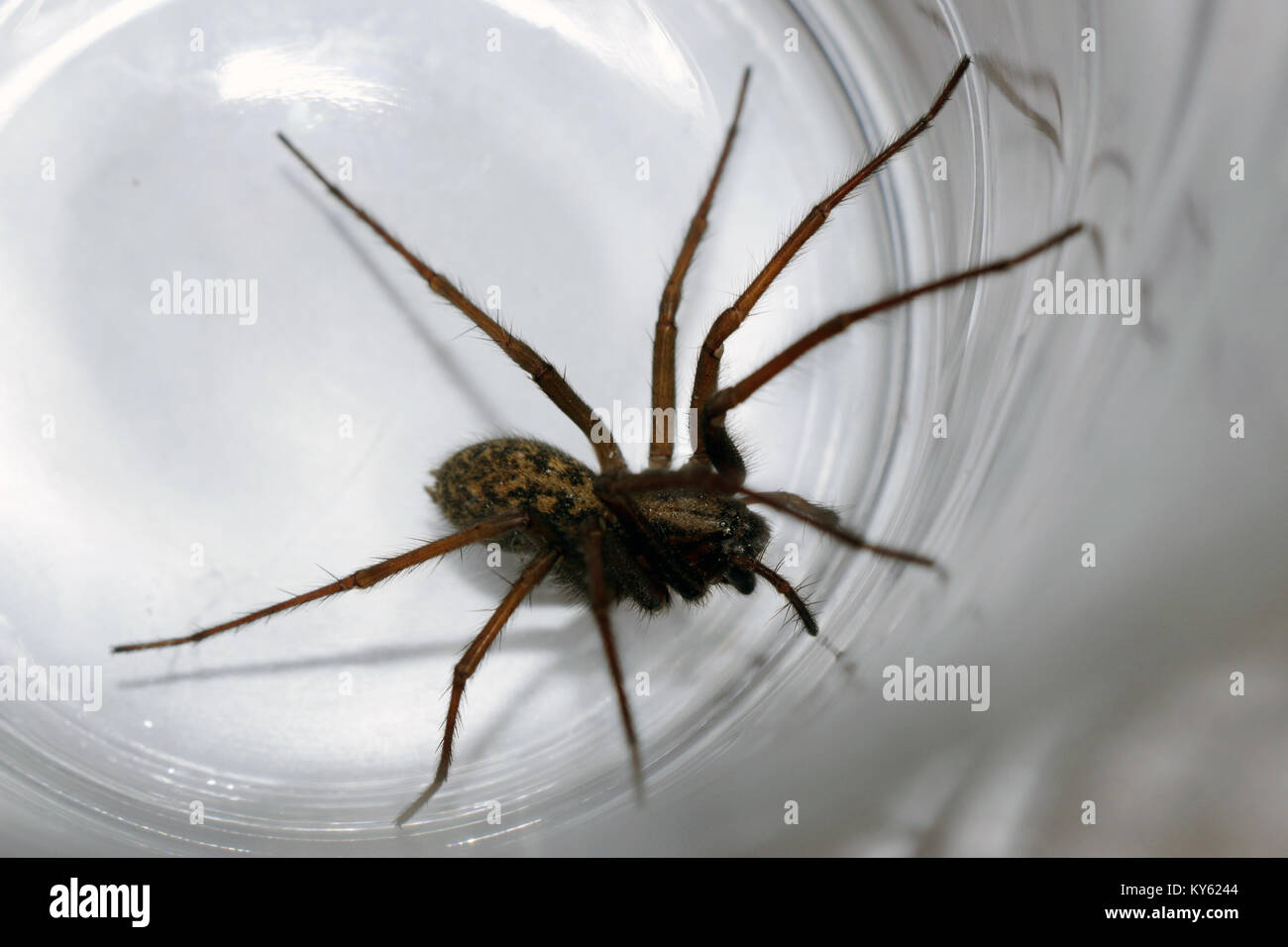 Nahaufnahme eines riesigen Haus Spinne (Eratigena Tegenaria atrica, ehemals atrica) in einem Glas tumbler eingeschlossen Stockfoto