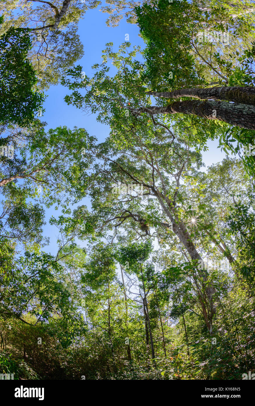 Trockene Laubwälder in Thailand mit Fish Eye Objektiv, Umwelt Konzept Stockfoto