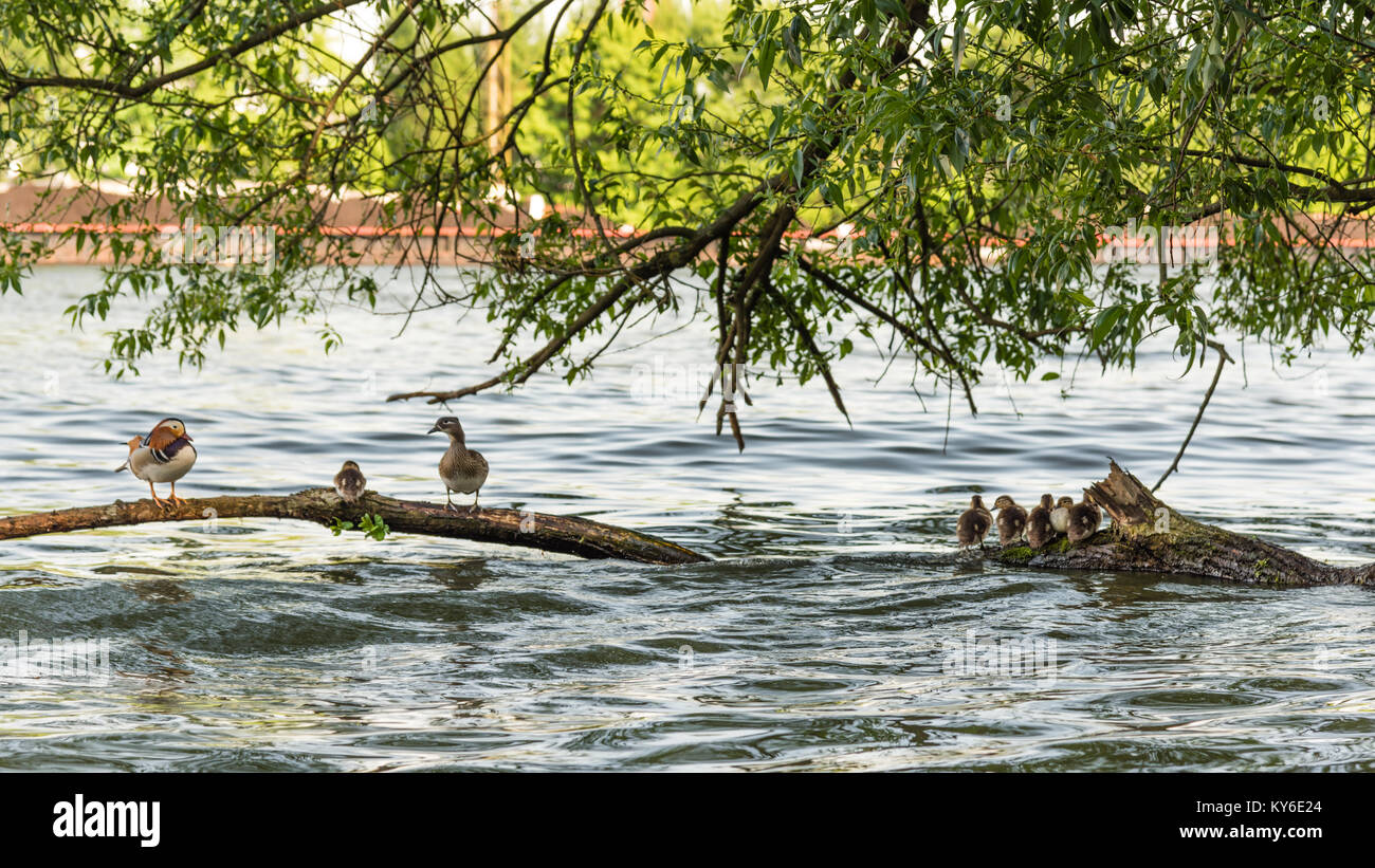 Mandarin duck Familie am Wasser in der Stadt Stockfoto