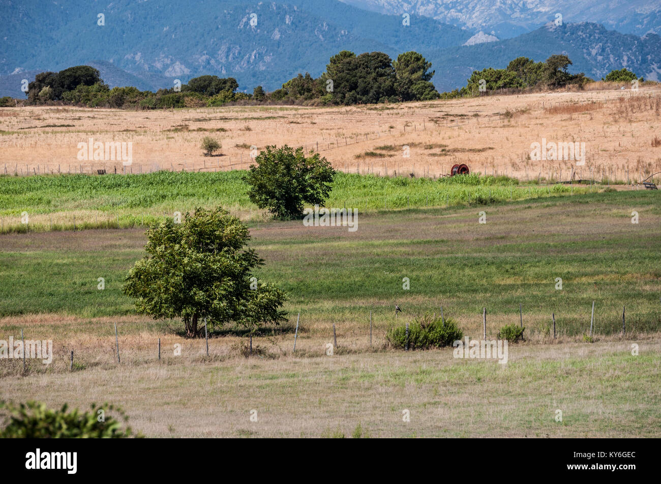Korsika: Die entspannende Landschaft mit grünen Feld, Weizen Felder und Bäume der Binnenschiffahrt entlang der Straße nach Bonifacio, der südlichen Küste der Insel Stockfoto
