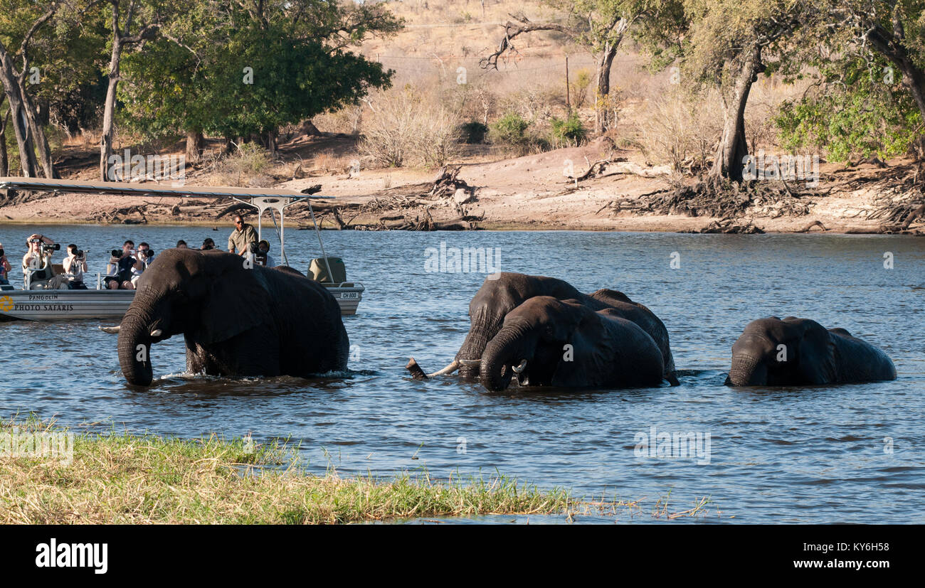 Elefanten kreuzen Fluß Stockfoto