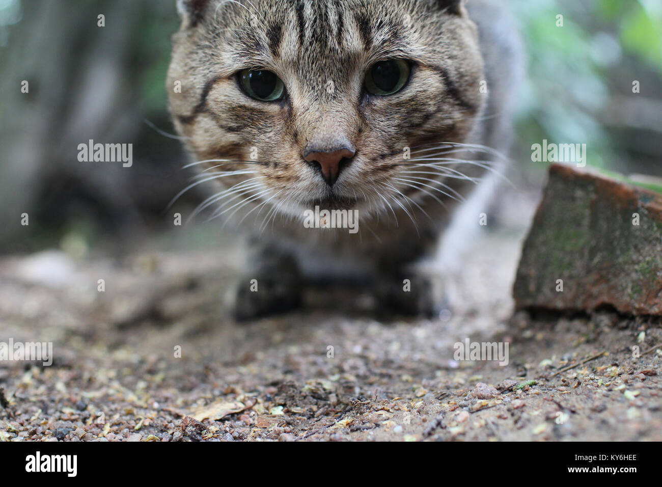 Gestreifte tabby Katze mit grünen Augen, in der Nähe von Stockfoto