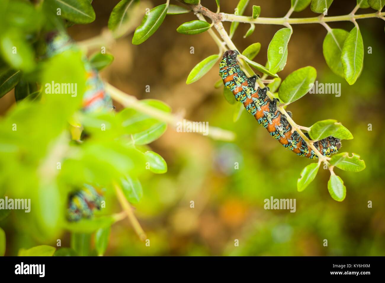 Garten Raupen Stockfotos Garten Raupen Bilder Alamy