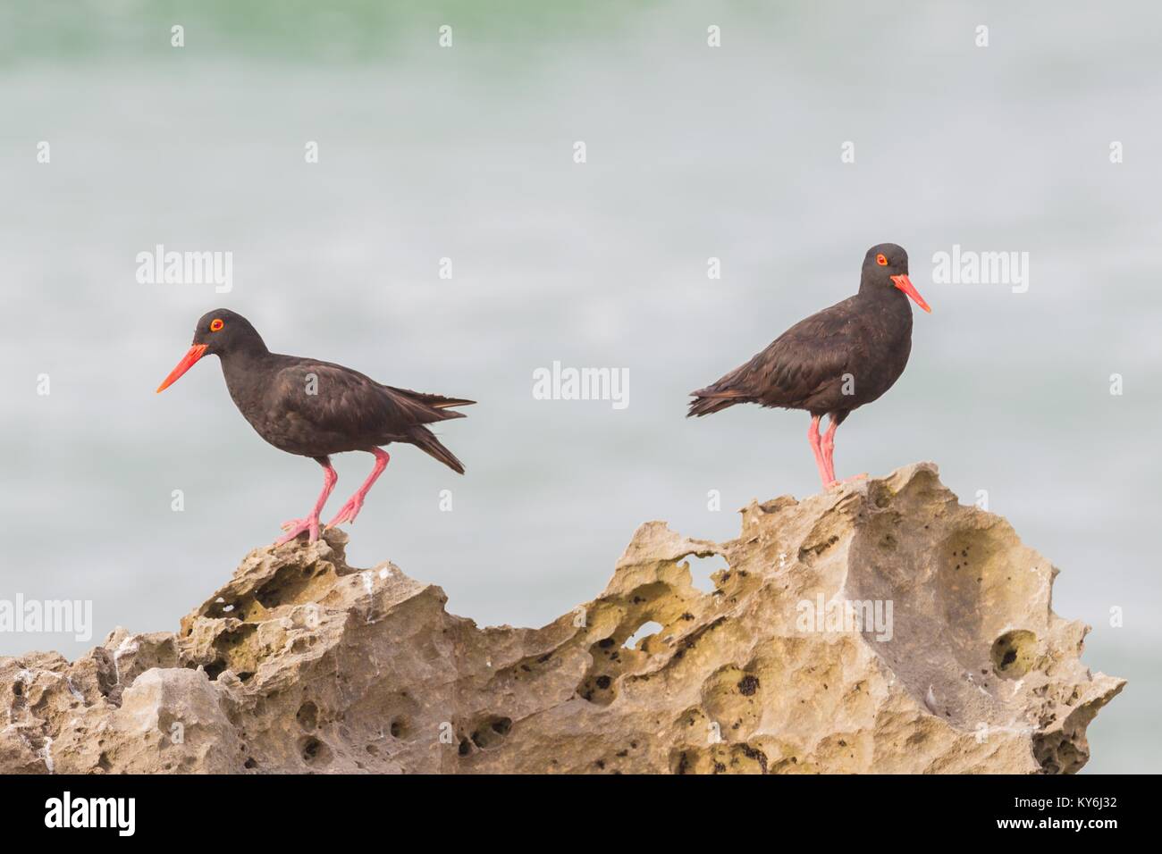 Schwarzer Austernfischer, Haematopus moquini, Barsch auf Felsen im De Hoop Nature Reserve, Noordwijk, Provinz Western Cape, Südafrika. Stockfoto