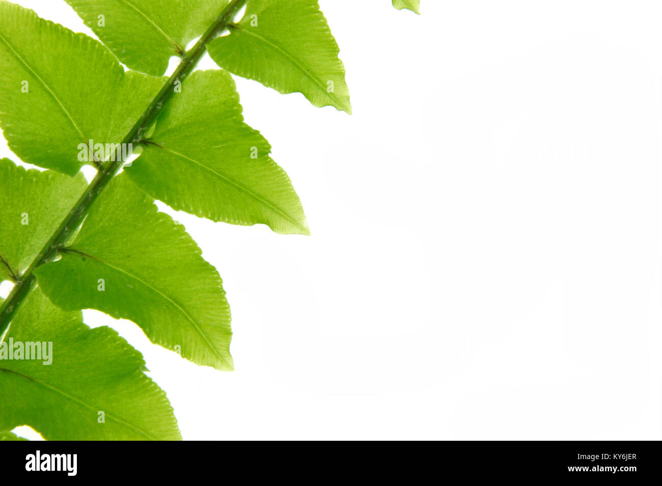 Close up Farn Blatt auf weißem Hintergrund. Stockfoto