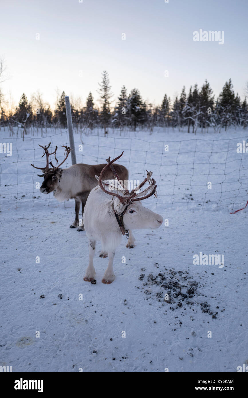 Rentier in Schwedisch Lappland Stockfoto