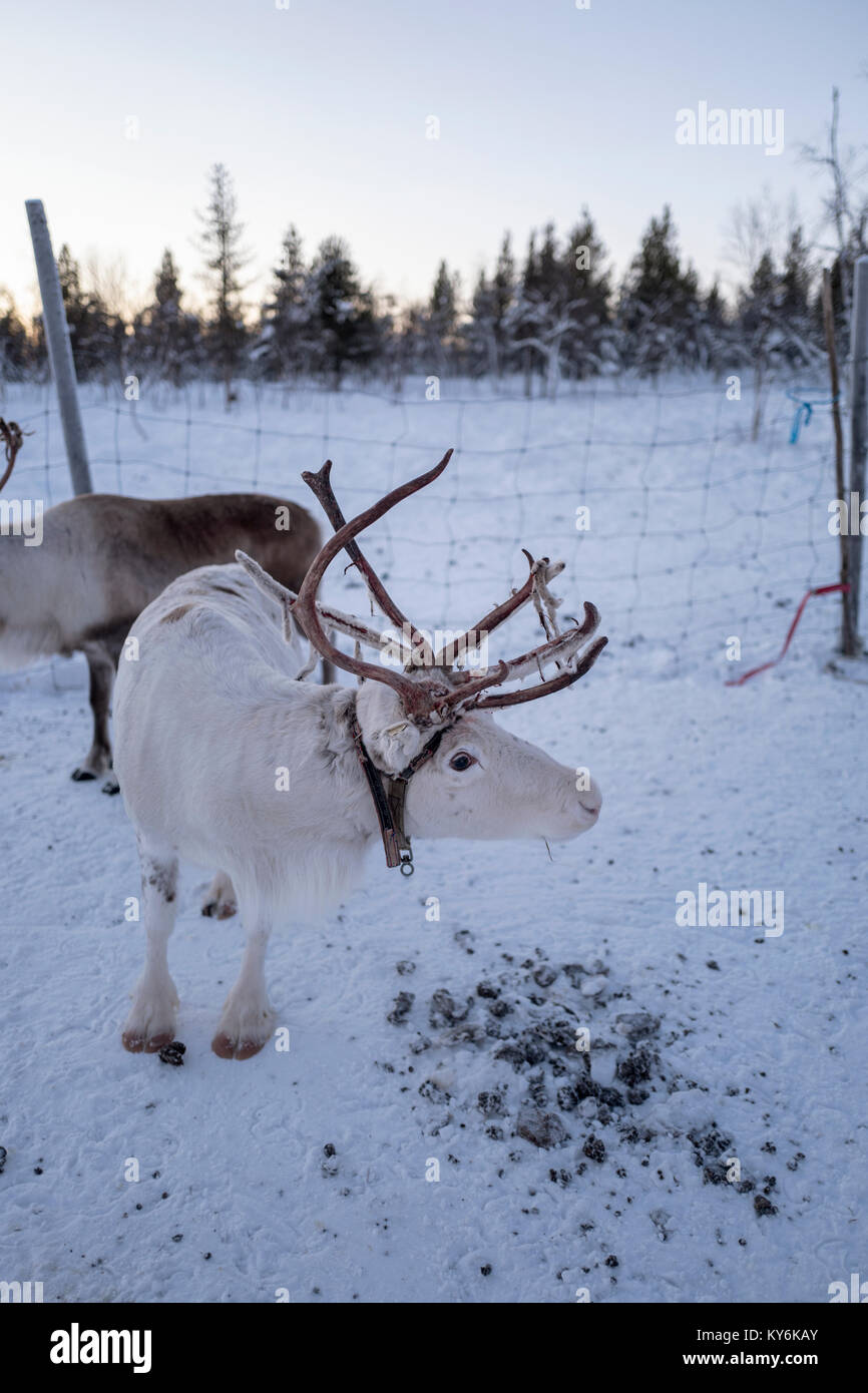 Rentier in Schwedisch Lappland Stockfoto