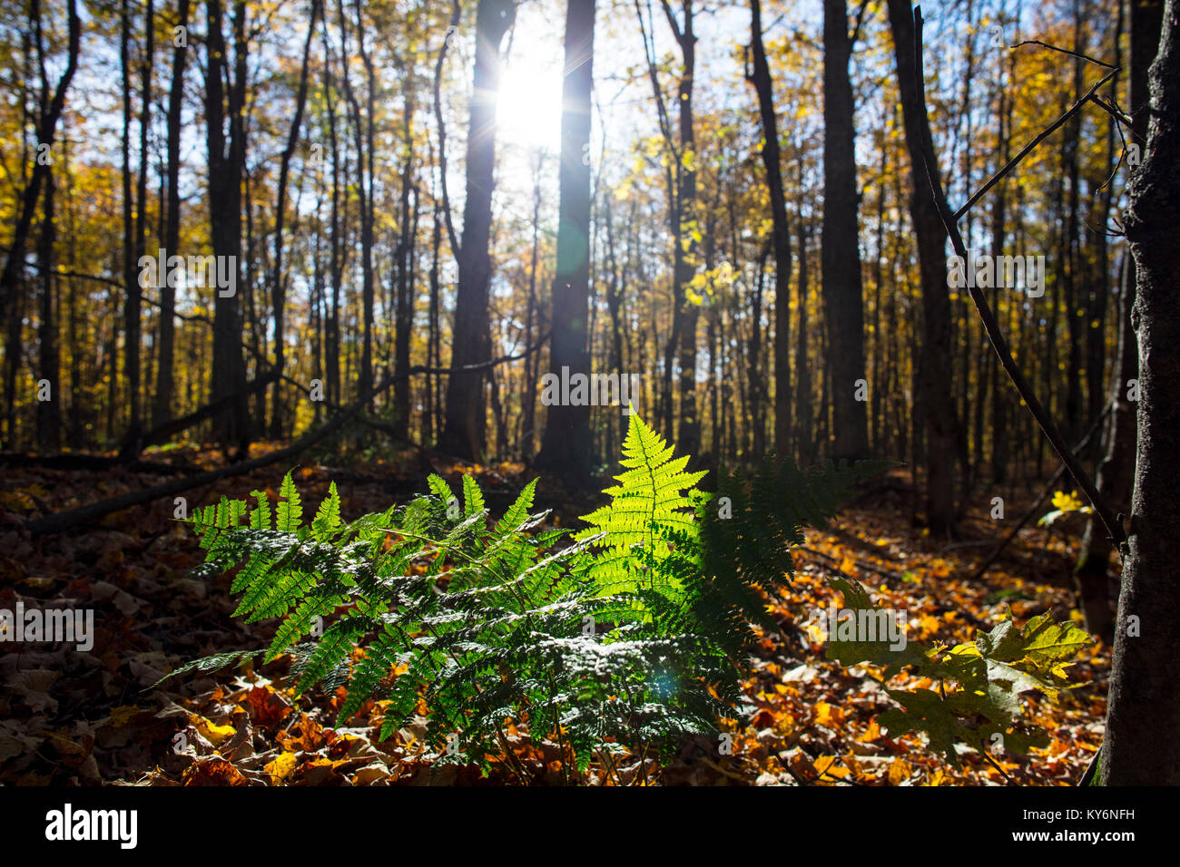 MAYNOOTH, ONTARIO, Kanada - 20. Oktober 2017: Die Sonne beleuchtet ein Farn auf einem Herbst Waldboden. Stockfoto