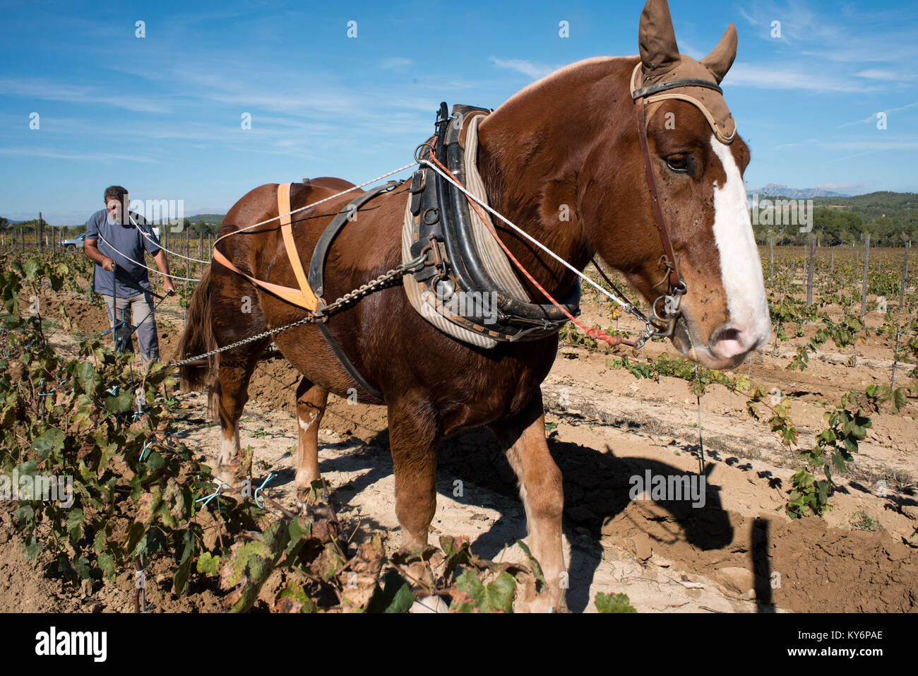 Tierischer Zugkraft in die Weinberge. Die Weinberge von Raventos Weingut Industrie. Sant Sadurni D'Anoia, San Sadurni de Noya. Weingut Gebäude. Katalonien Spanien. Stockfoto