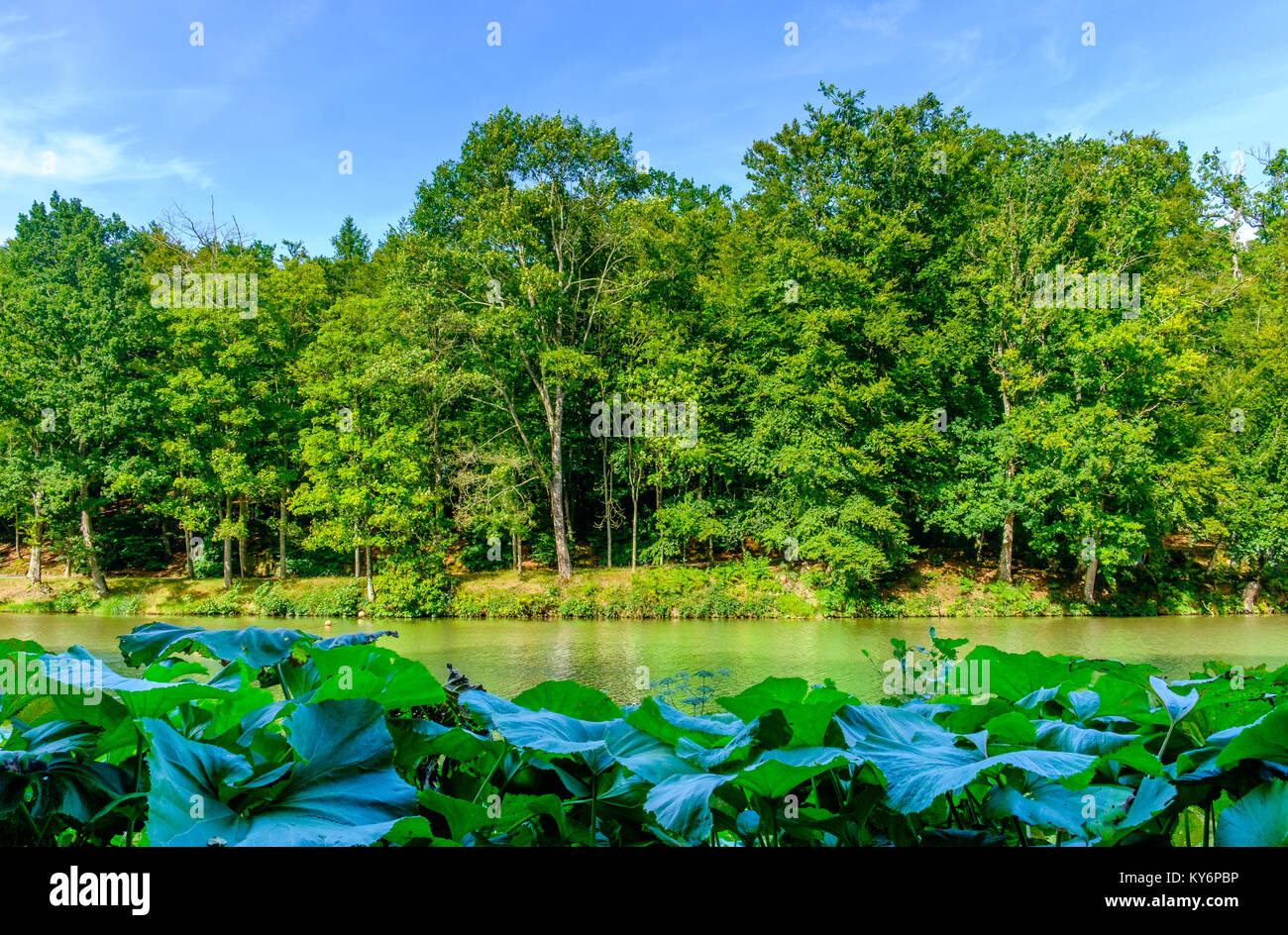 St-Fraimbault's Pond in der Orne Landschaft, die von einer üppigen Vegetation umgeben, Normandie Frankreich Stockfoto