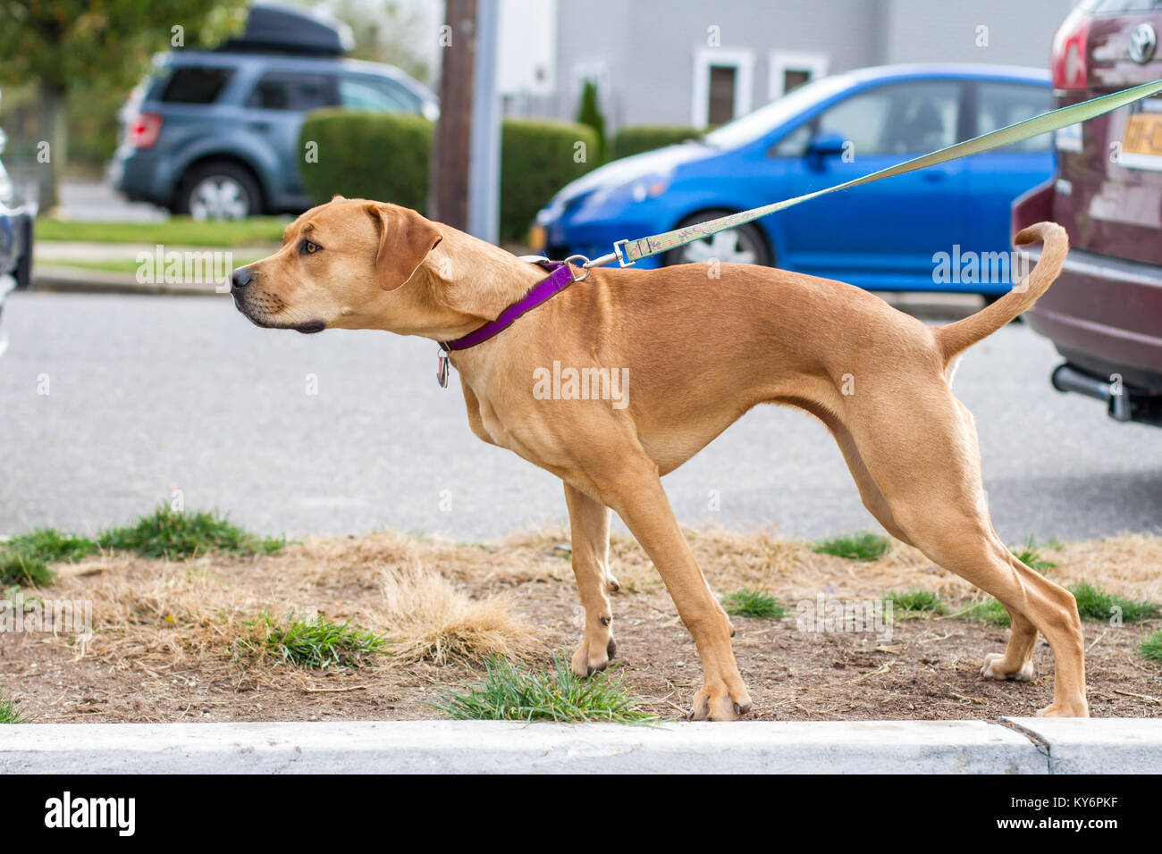 Junge athletischer Hund Ziehen an der Leine auf einer Straße mit Autos im Hintergrund Stockfoto