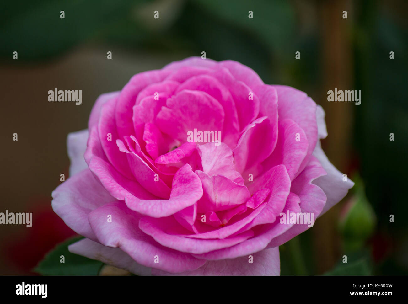 Schöne rosa Rose in einem Garten Stockfoto