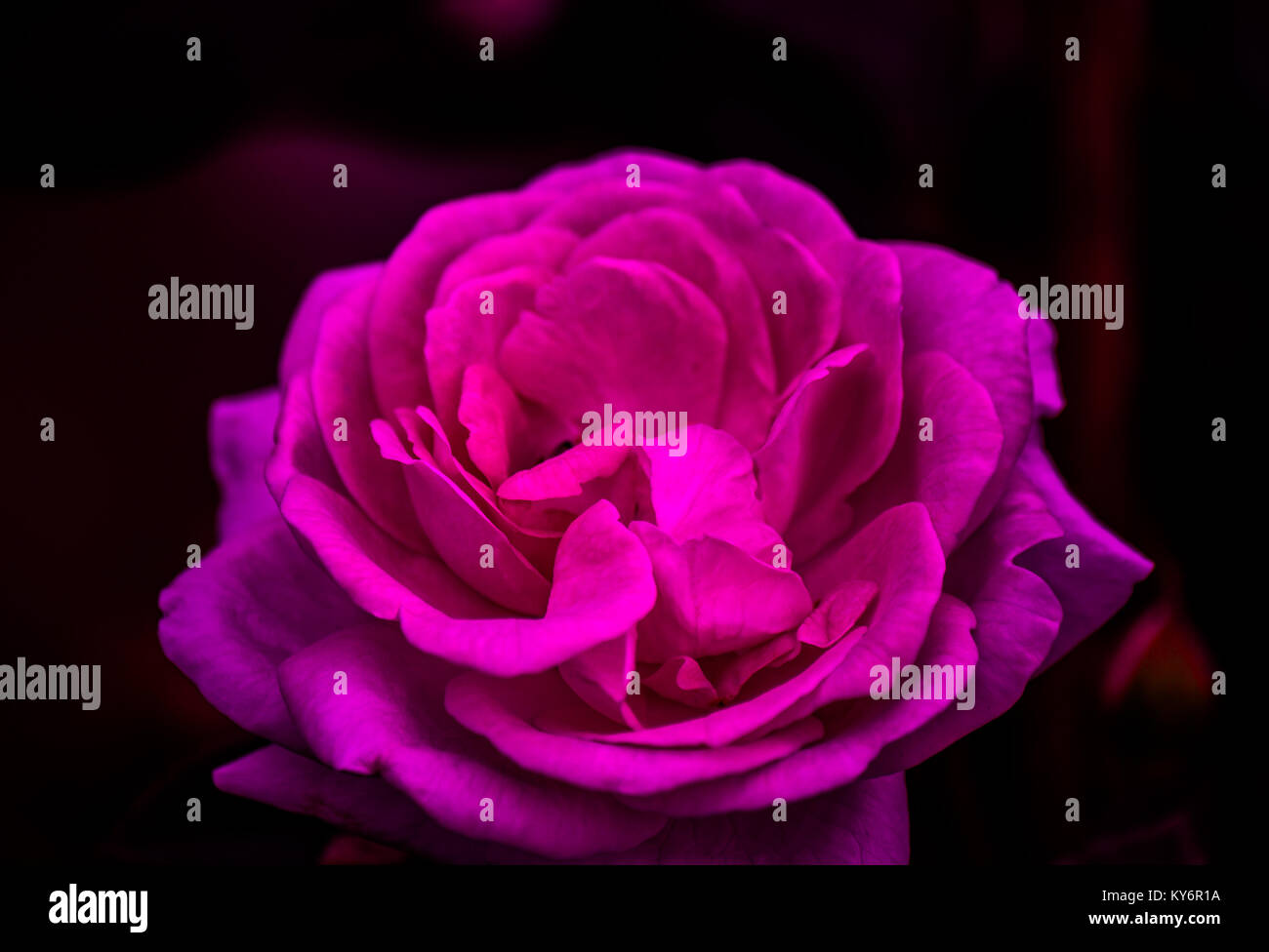 Bis rosa-lila rose in einen dunklen Hintergrund Stockfoto
