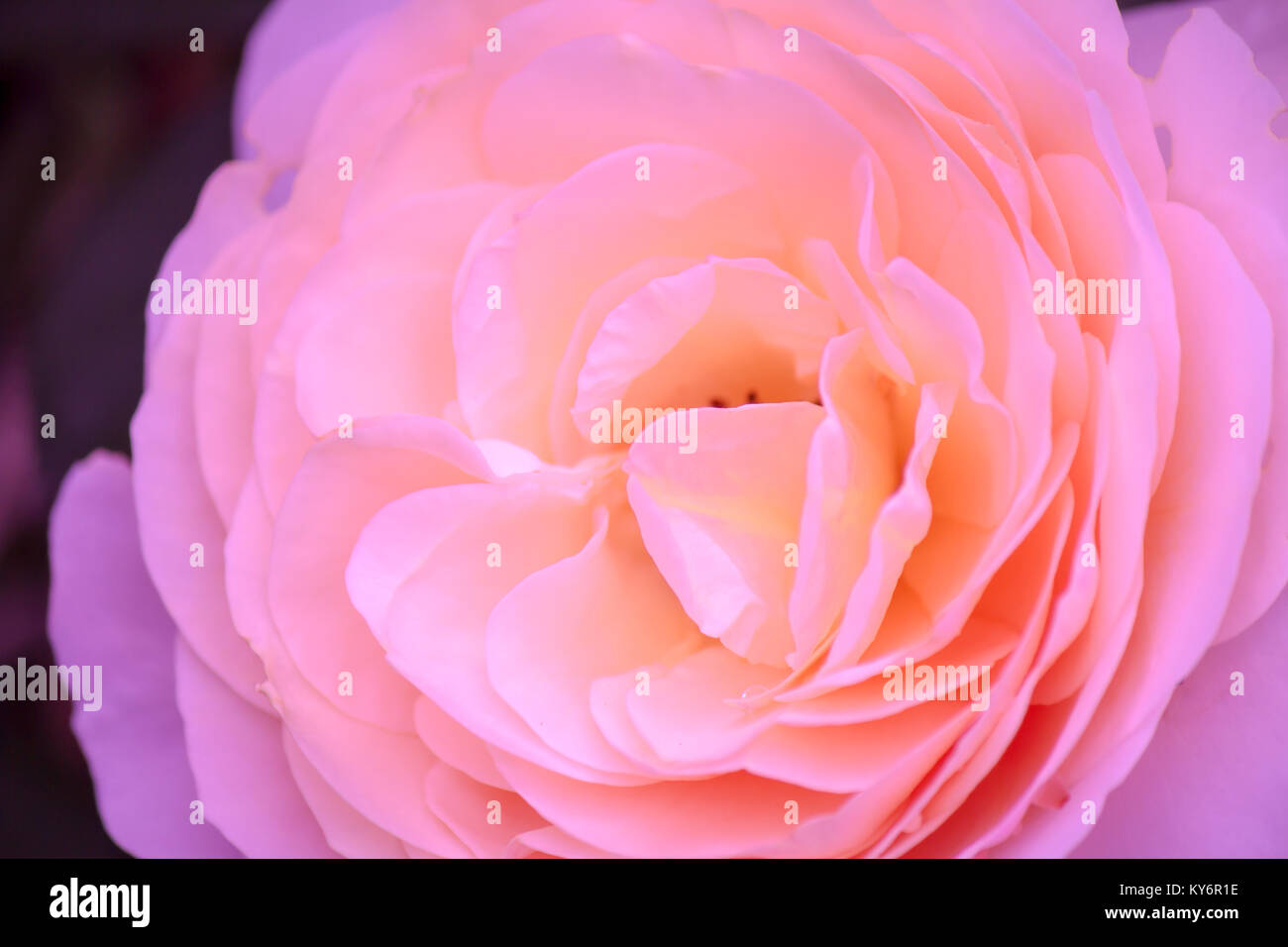 Bis geschlossen Sweet orange rosa Rose, süße Liebe, Romantik Blume Stockfoto