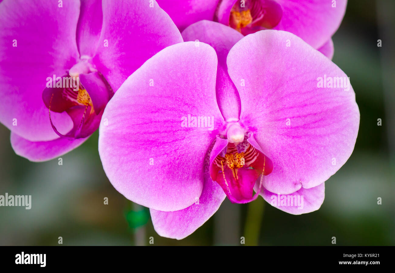 Geschlossen bis Rosa schöne Phalaenopsis Orchideen Stockfoto
