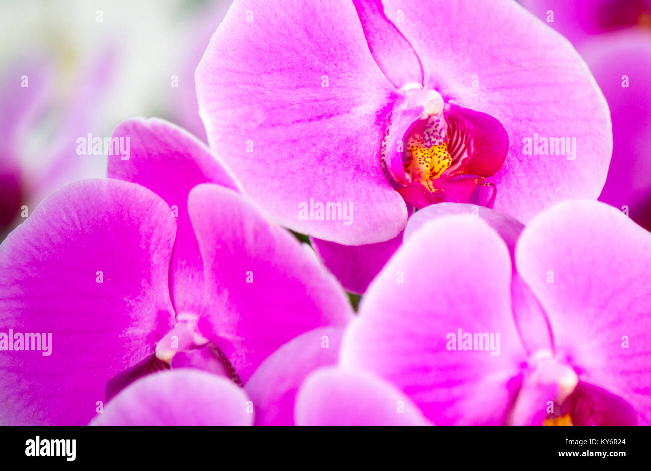 Rosa schöne Phalaenopsis Orchideen, Blume Stockfoto