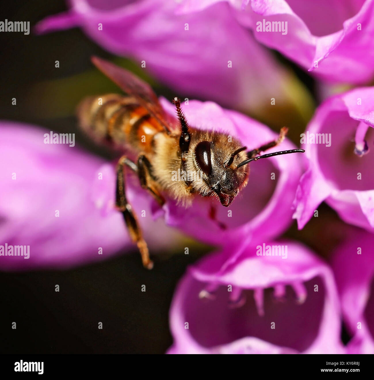 Schöne und bunte Biene in einer natürlichen Umgebung Umgebung auf der Suche nach Insekten und anderen Lebensmitteln Stockfoto