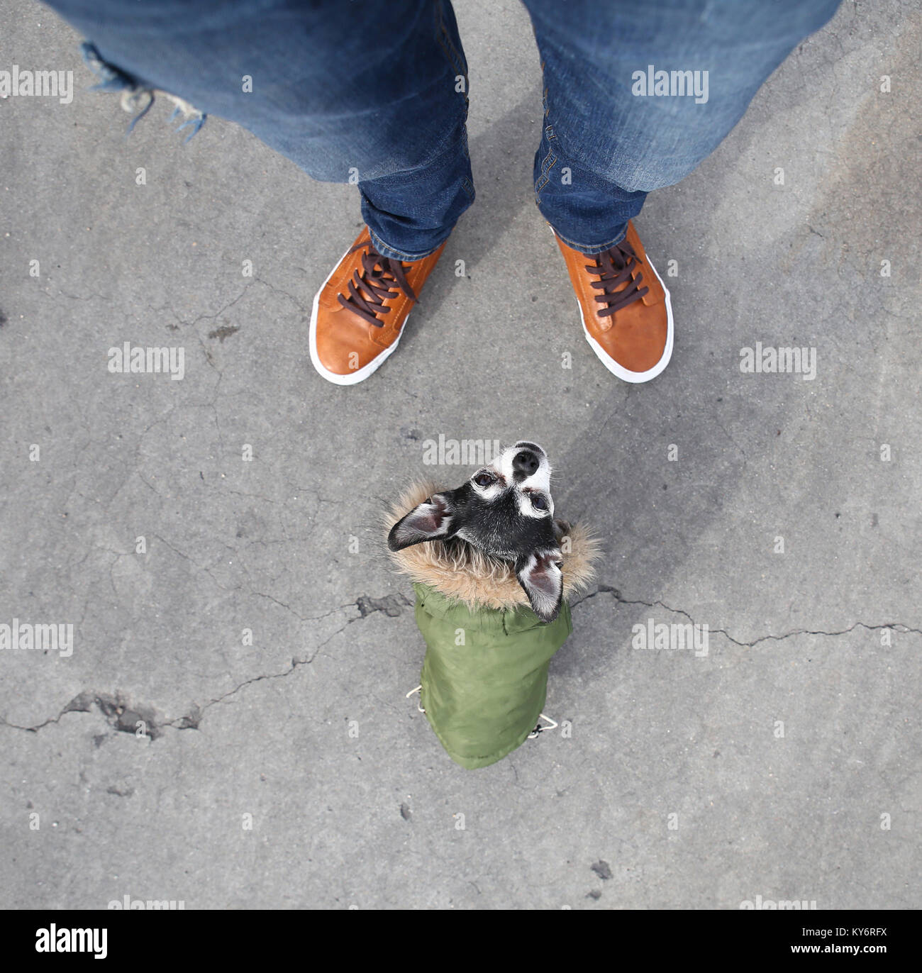 Cute Chihuahua gekleidet in eine grüne Jacke mit Fell gefütterte Kapuze am Fuß seines Eigentümer bis in eine einzigartige Perspektive Stockfoto