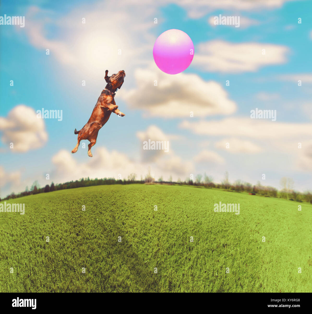 Niedliche terrier Dackel Mix an einem lokalen Park an einem heißen sonnigen Tag auf der Jagd nach einem rosa Ball getönt mit Retro Vintage instagram Filter Stockfoto