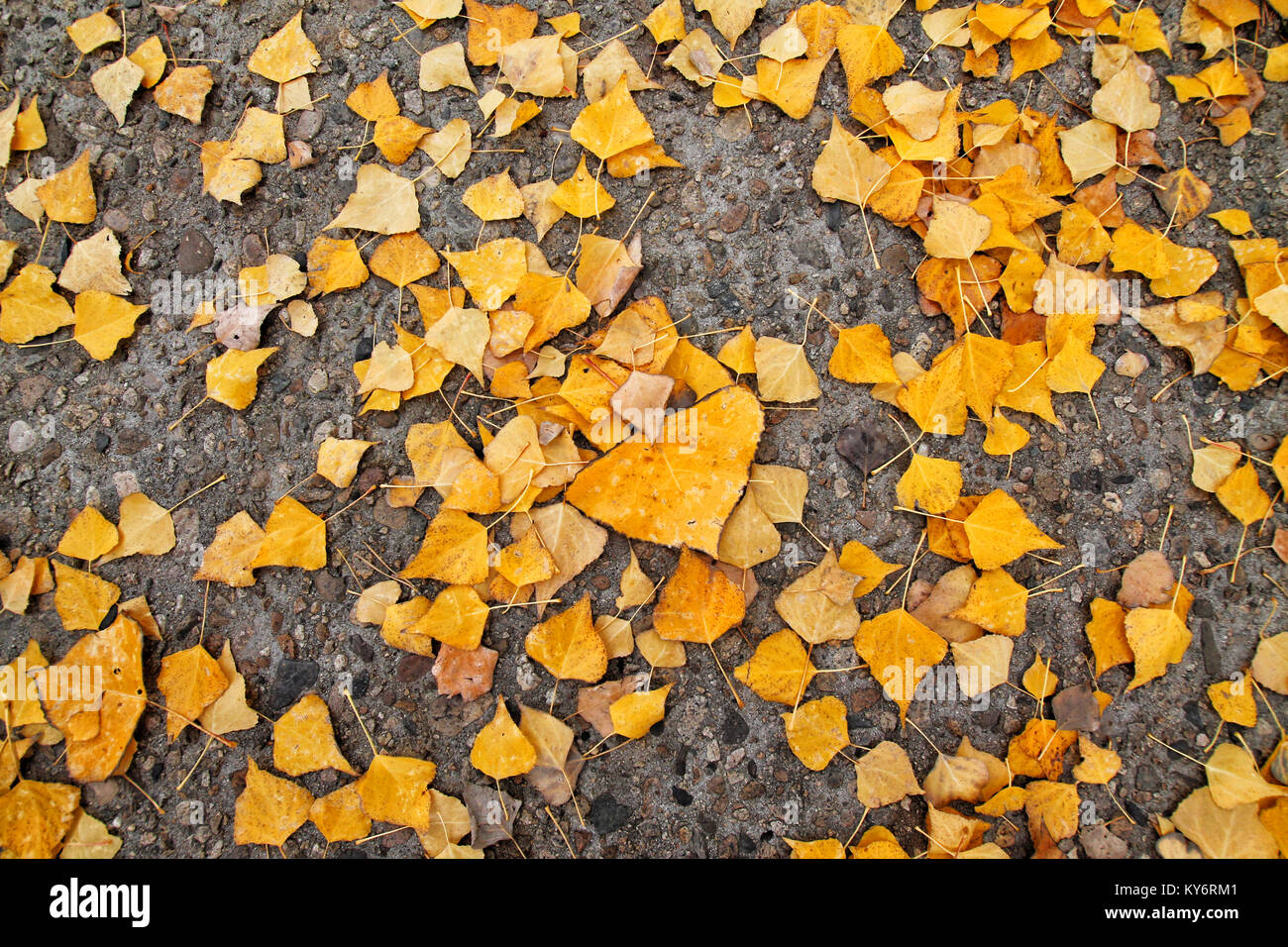 Blätter, die auf einem Weg im Herbst getönt mit Retro Vintage instagram  Filter Effekt von app Aktion gefallen sind Stockfotografie - Alamy