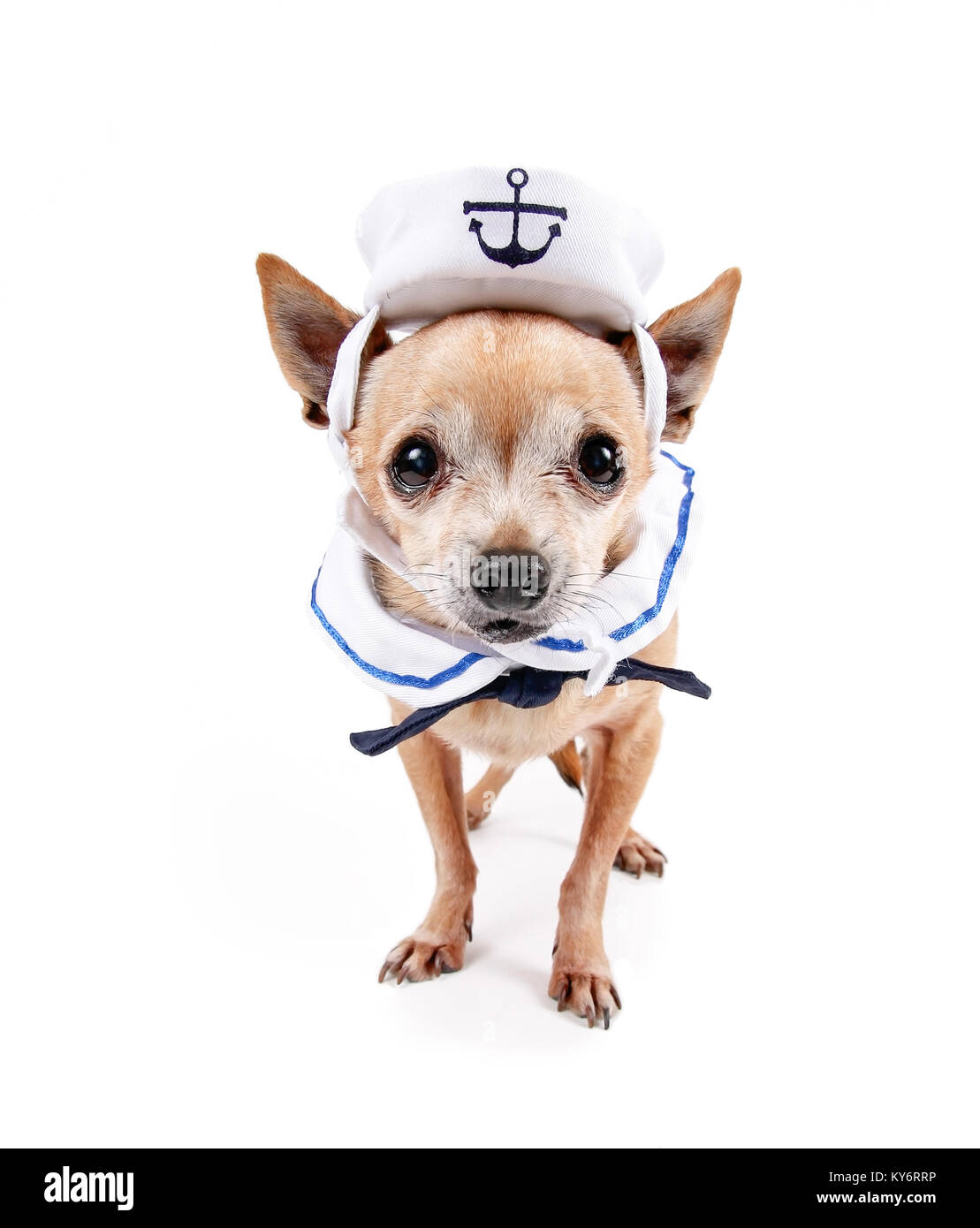Cute Chihuahua gekleidet in eine militärische Marine Kostüm mit einem cap studio Schuß auf einen isolierten weißen Hintergrund Stockfoto