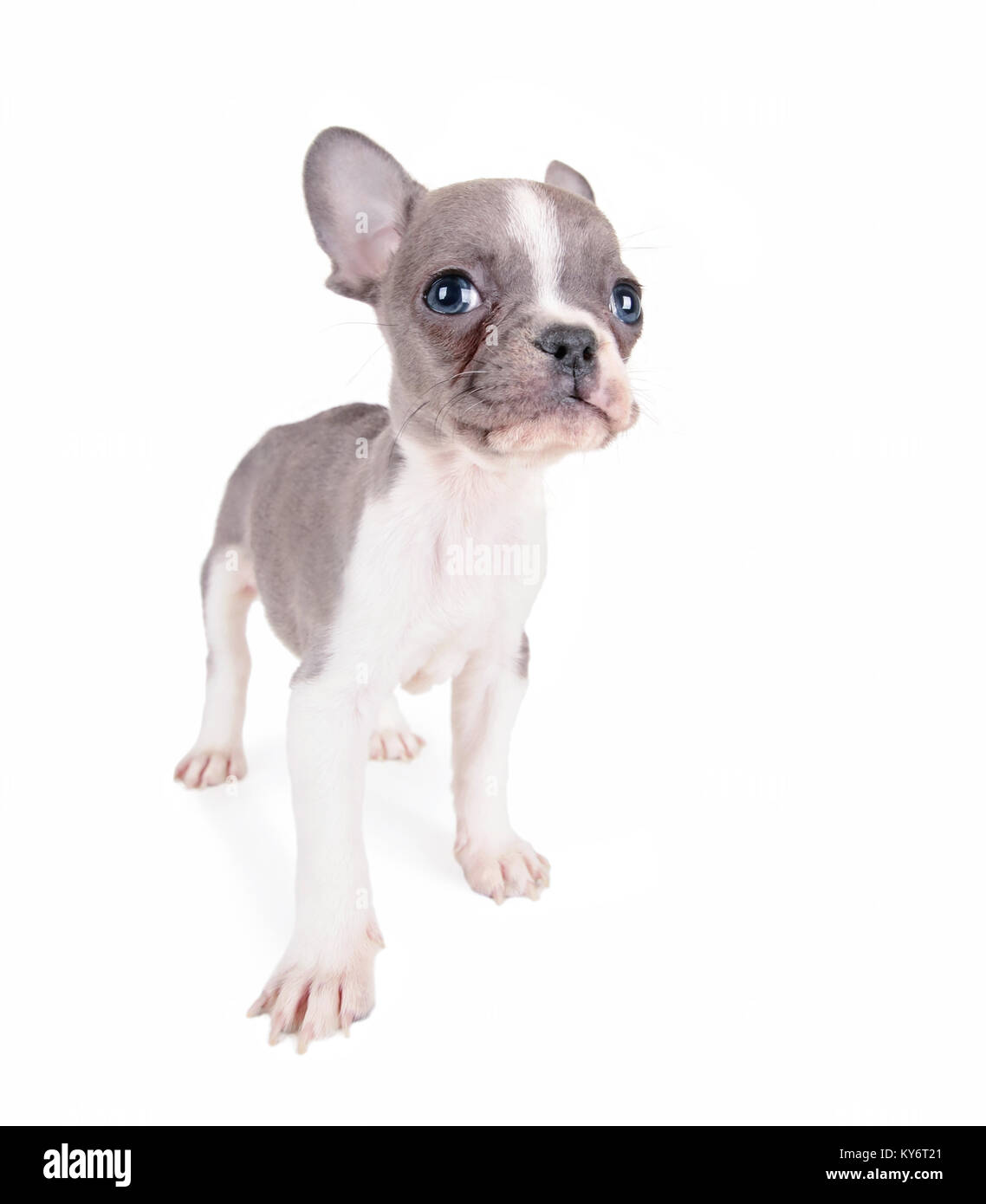 Foto von einem niedlichen Französisch Bulldog Welpen studio Schuß auf einen isolierten weißen Hintergrund Stockfoto