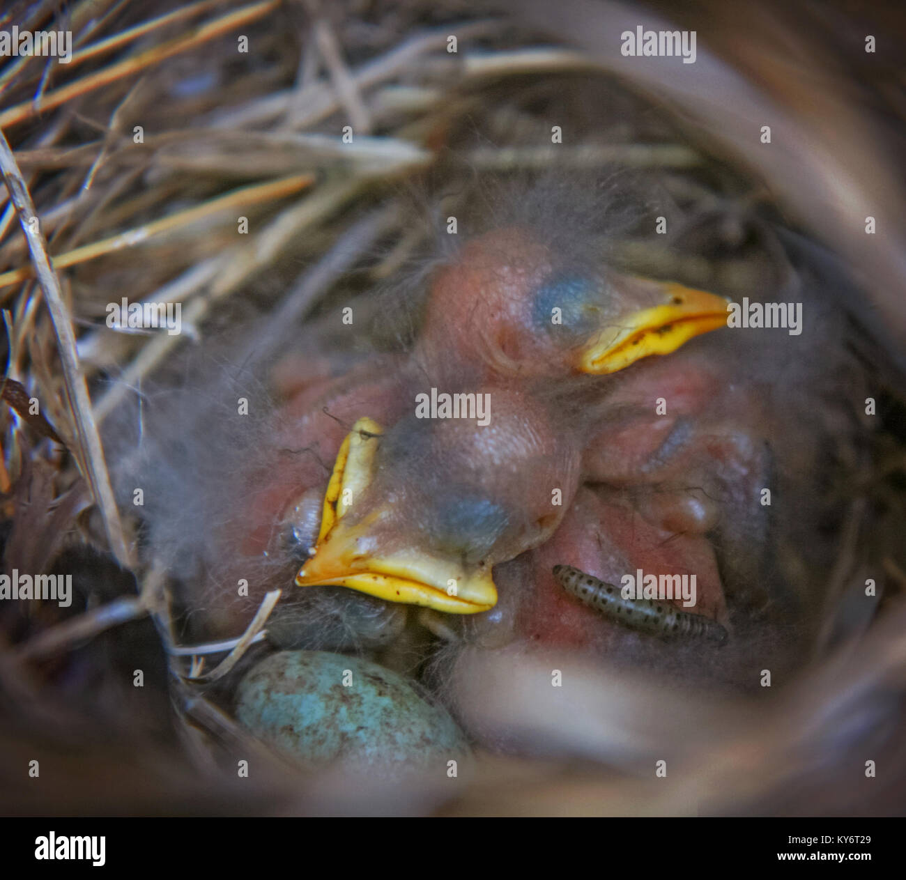 Ein Nest mit Baby Spatzen, ein Ei mit Flecken und eine grub oder Caterpillar wie Insekt kriecht auf ein Baby bird Stockfoto