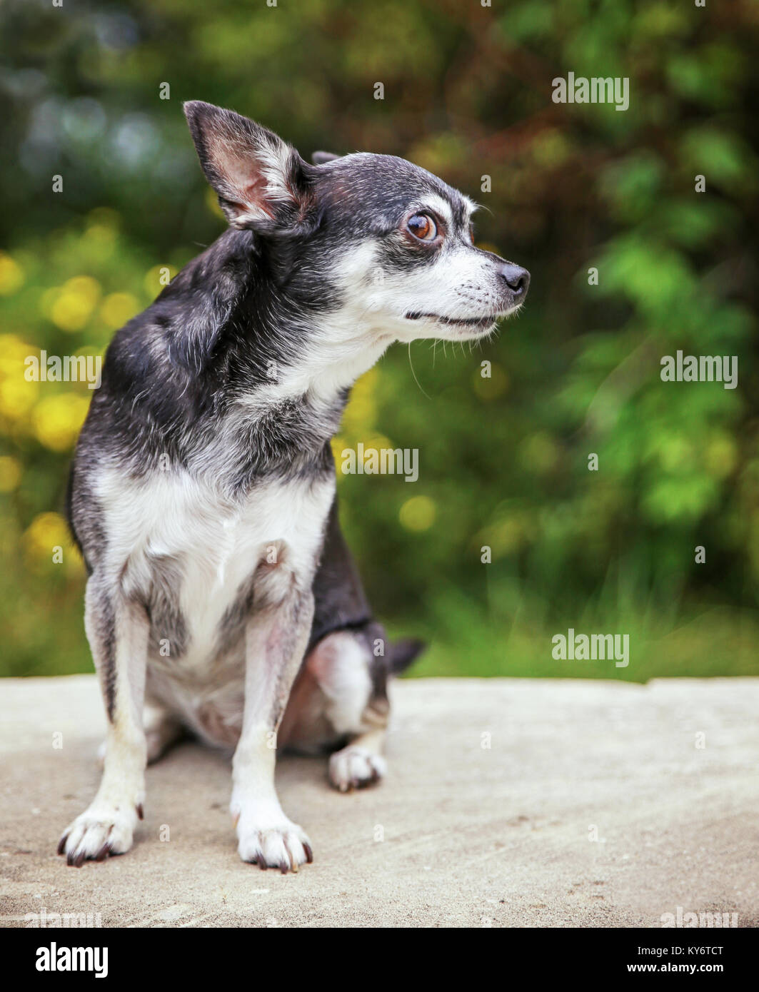 Eine süße Chihuahua außerhalb im Sommer Stockfoto