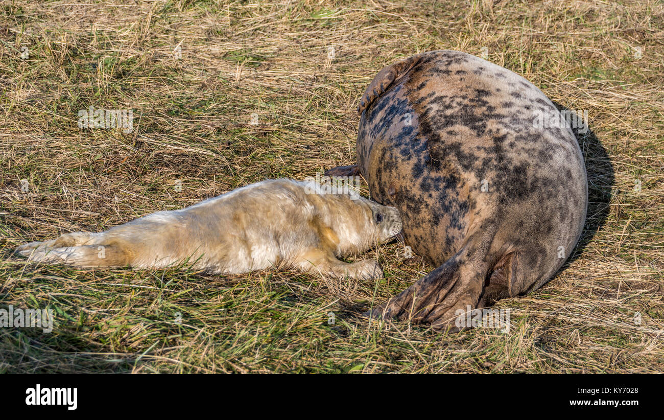 Ein neugeborenes Grau seal pup Säugling auf seine Mutter Donna Nook National Nature Reserve, Lincolnshire, England, Großbritannien Stockfoto