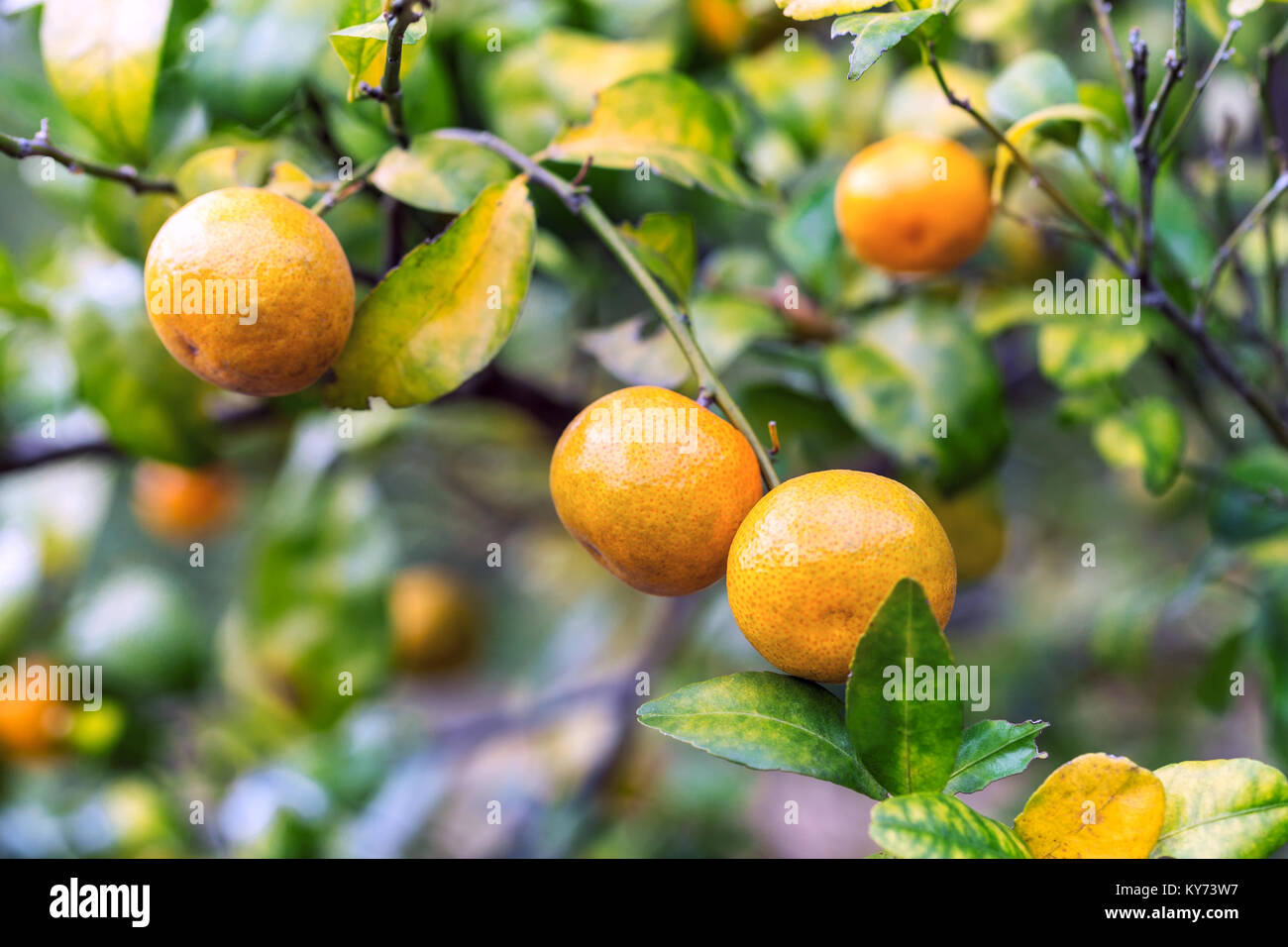 Orangenbaum Stockfoto
