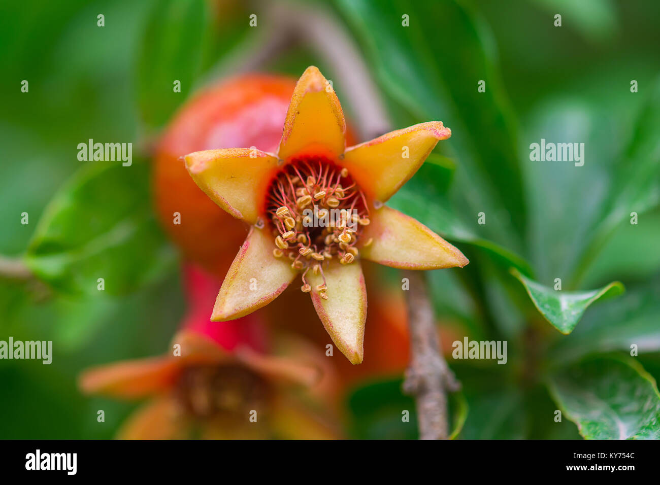 Granatapfel Obst Blumen im Garten Stockfotografie Alamy