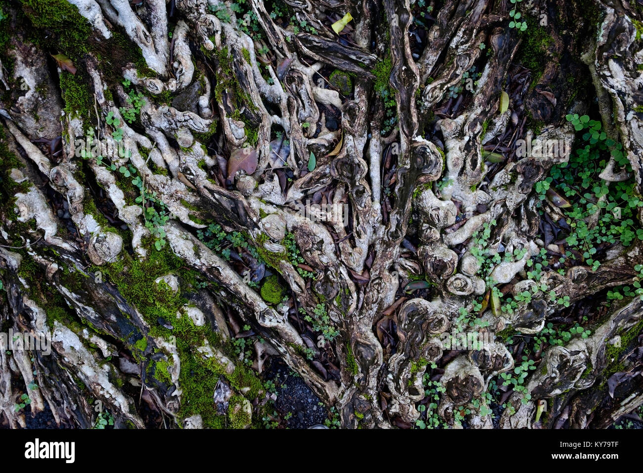 Natur Hintergrund mit Baumwurzeln Stockfoto