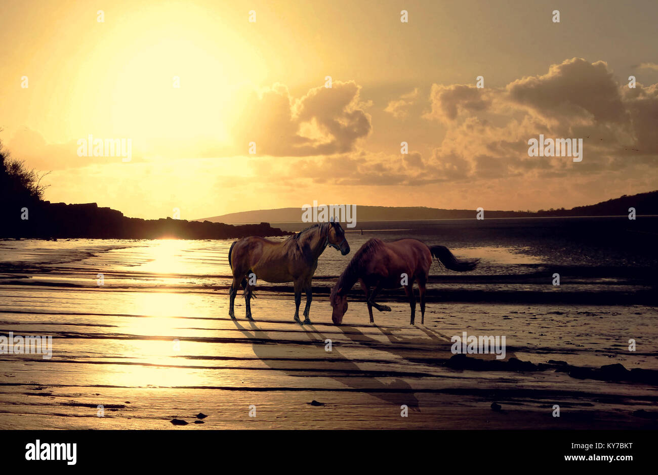 Pferde am Strand - Goldene Stunde Stockfoto