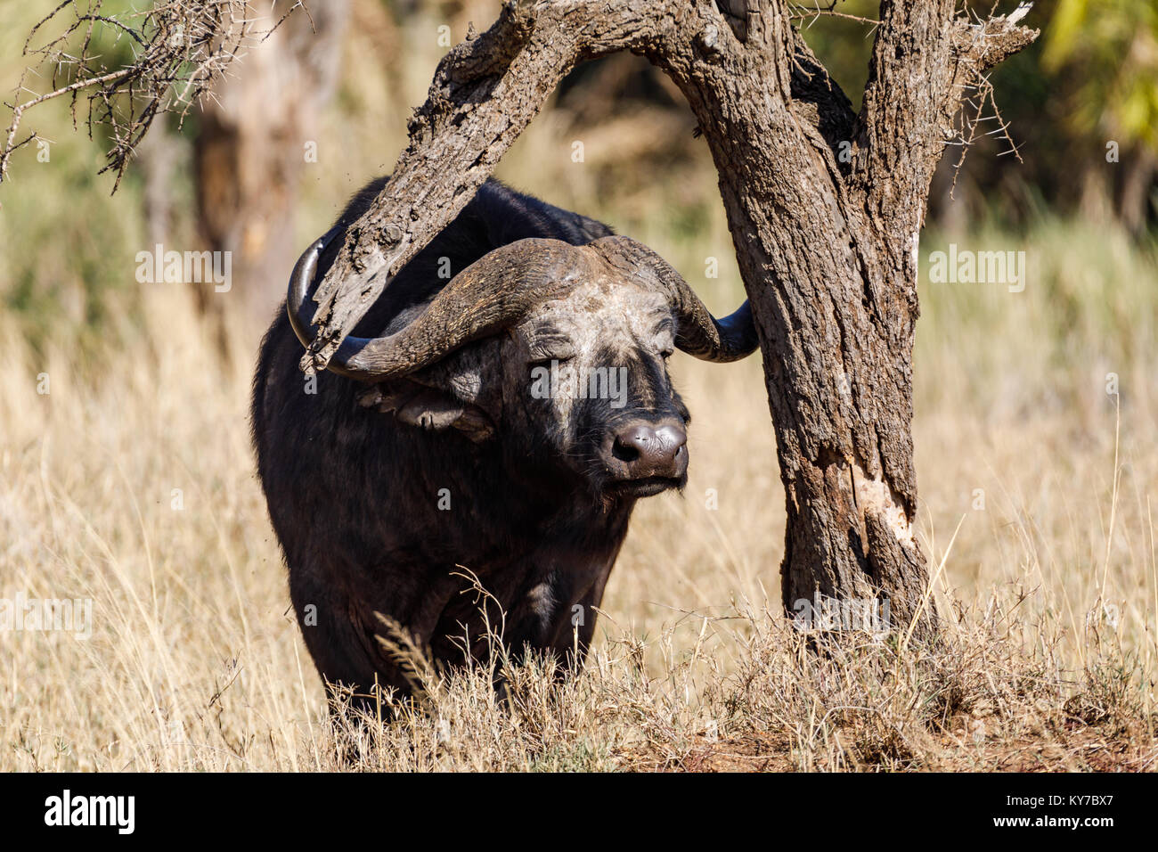 Einsamer reifer Büffel männlichen seinen Rücken mit Ast in der Savanne gras Kratzen, Chill genießen Blick, Oktober 2017, Serengeti National Park, Tanzani Stockfoto