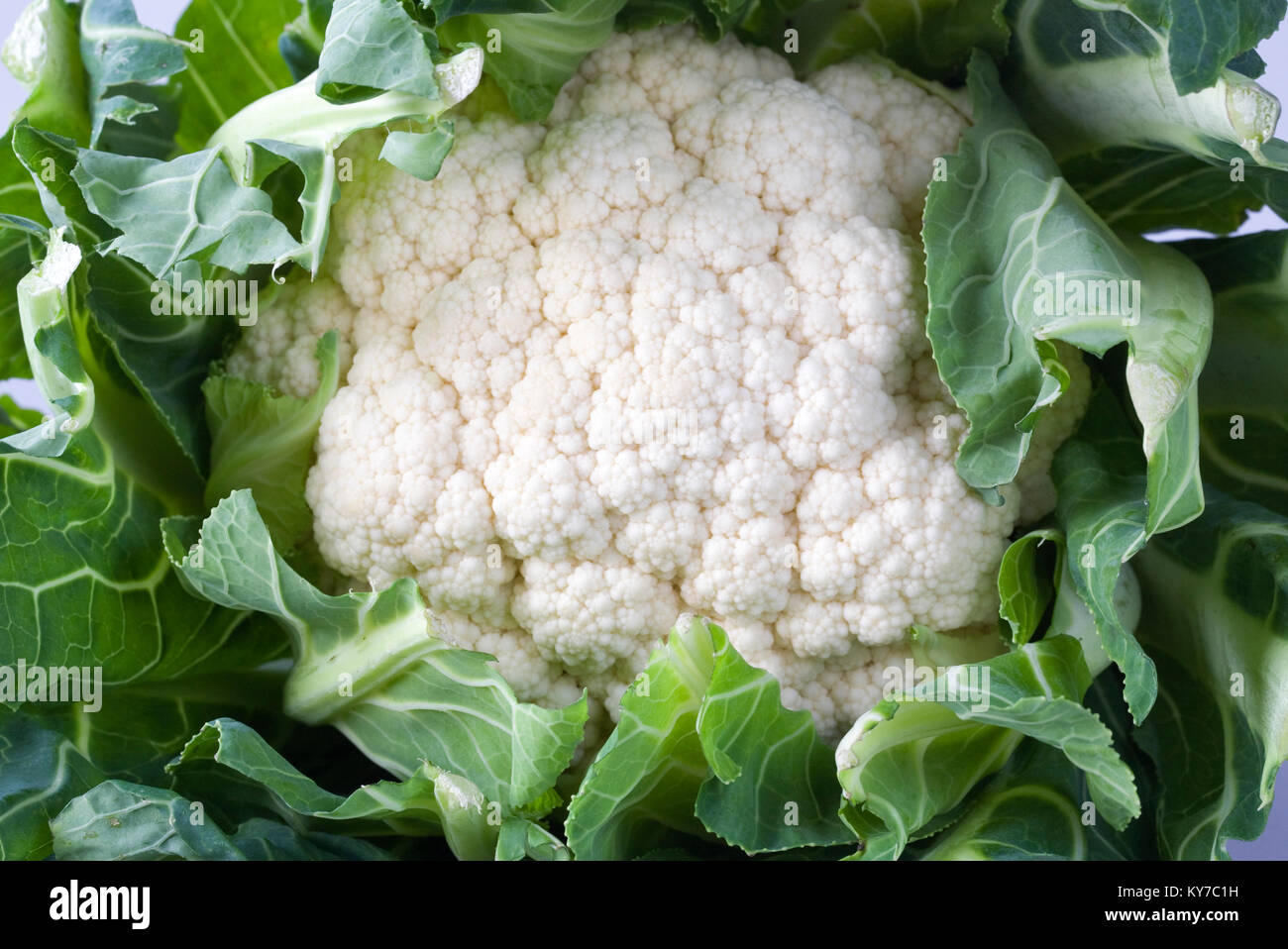 Brassica oleracea. Blumenkohl. Stockfoto