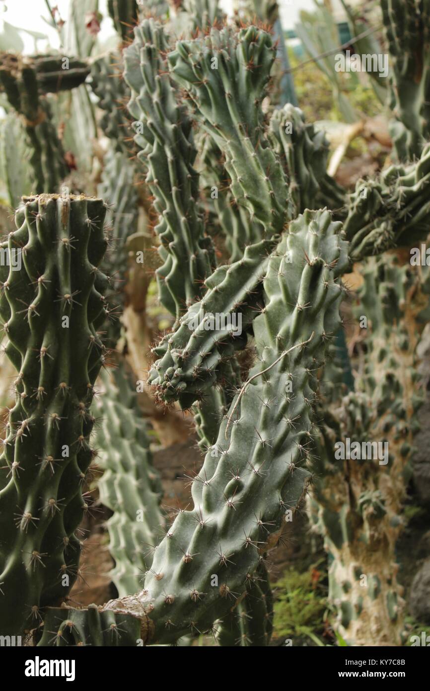 Cereus peruvianus monströsen Kaktus im Garten Stockfoto