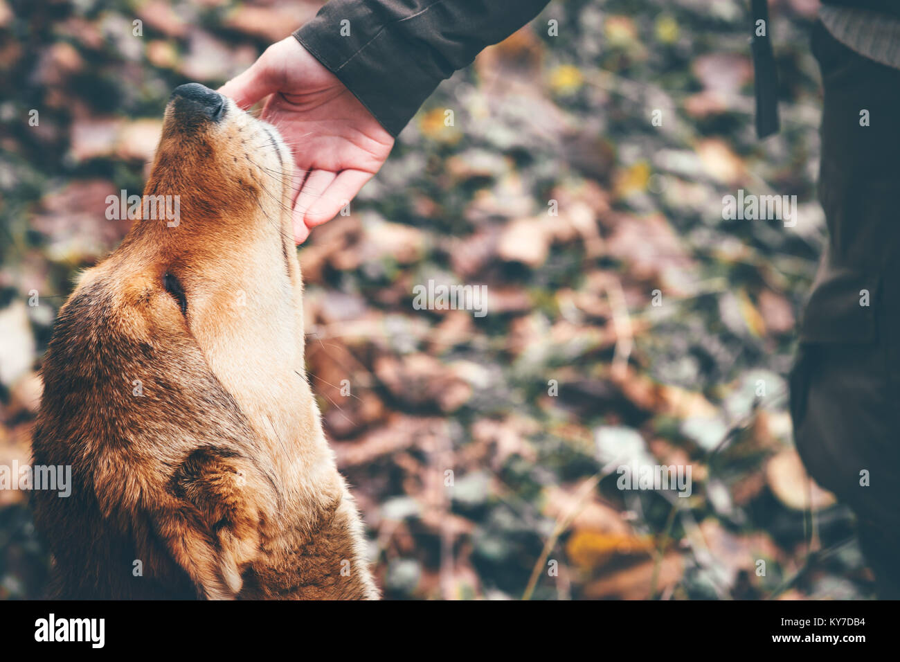 Glücklicher Hund und Frau Hand berühren Lebensstil im Freien und Freundschaft Konzept Stockfoto