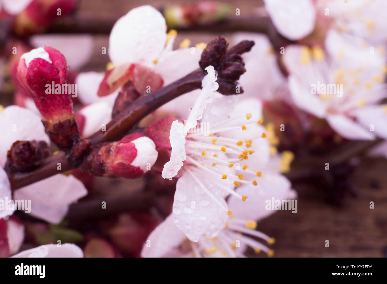 Aprikose Zweig mit Blüten Nahaufnahme auf hölzernen Hintergrund verschwommen. ungefärbter Foto Stockfoto