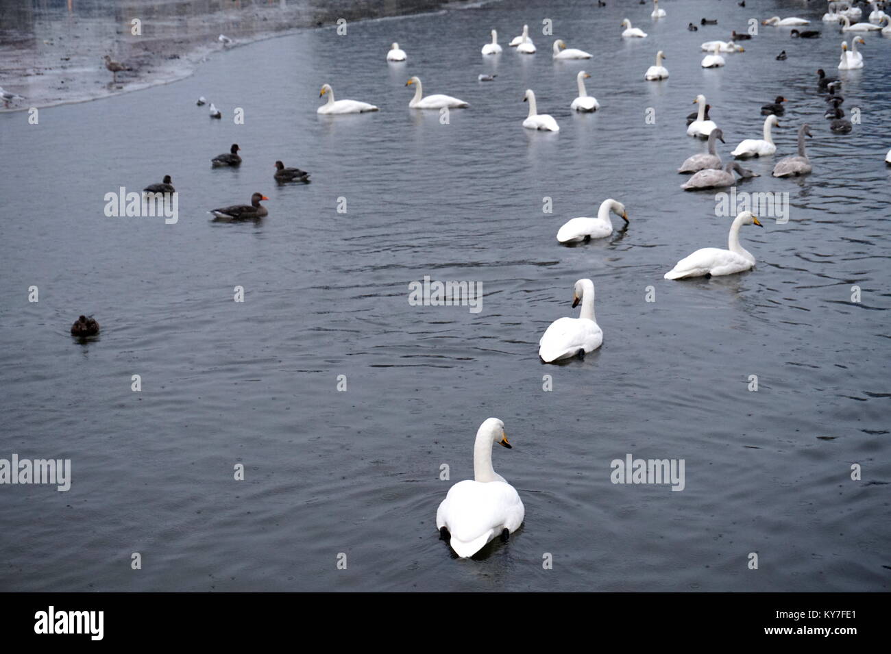 Schwäne und Enten am Tjörnin (Teich), Reykjavík, Island Stockfoto