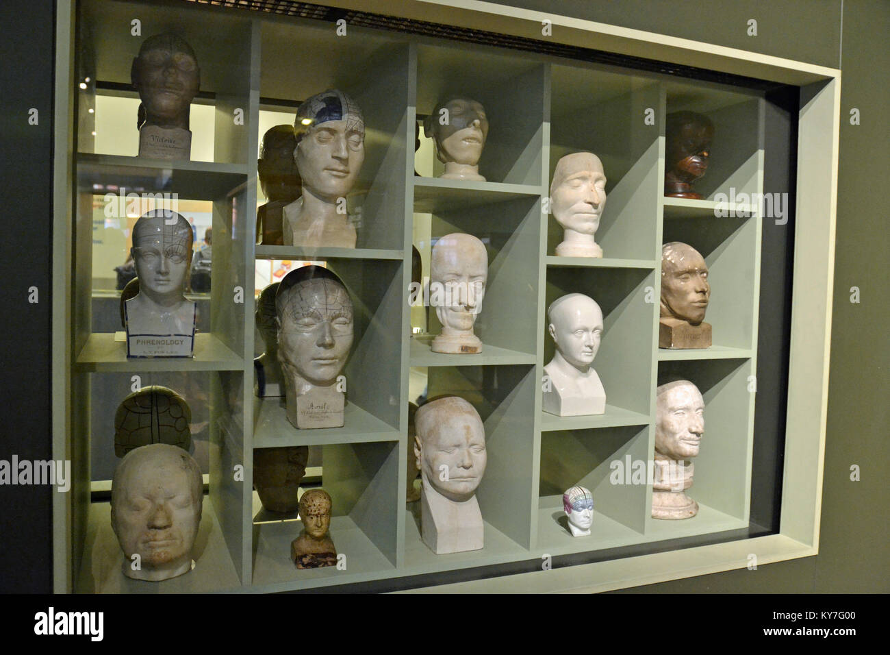 Phroenologische Köpfe in einer Ausstellung im Science Museum, London, Großbritannien Stockfoto