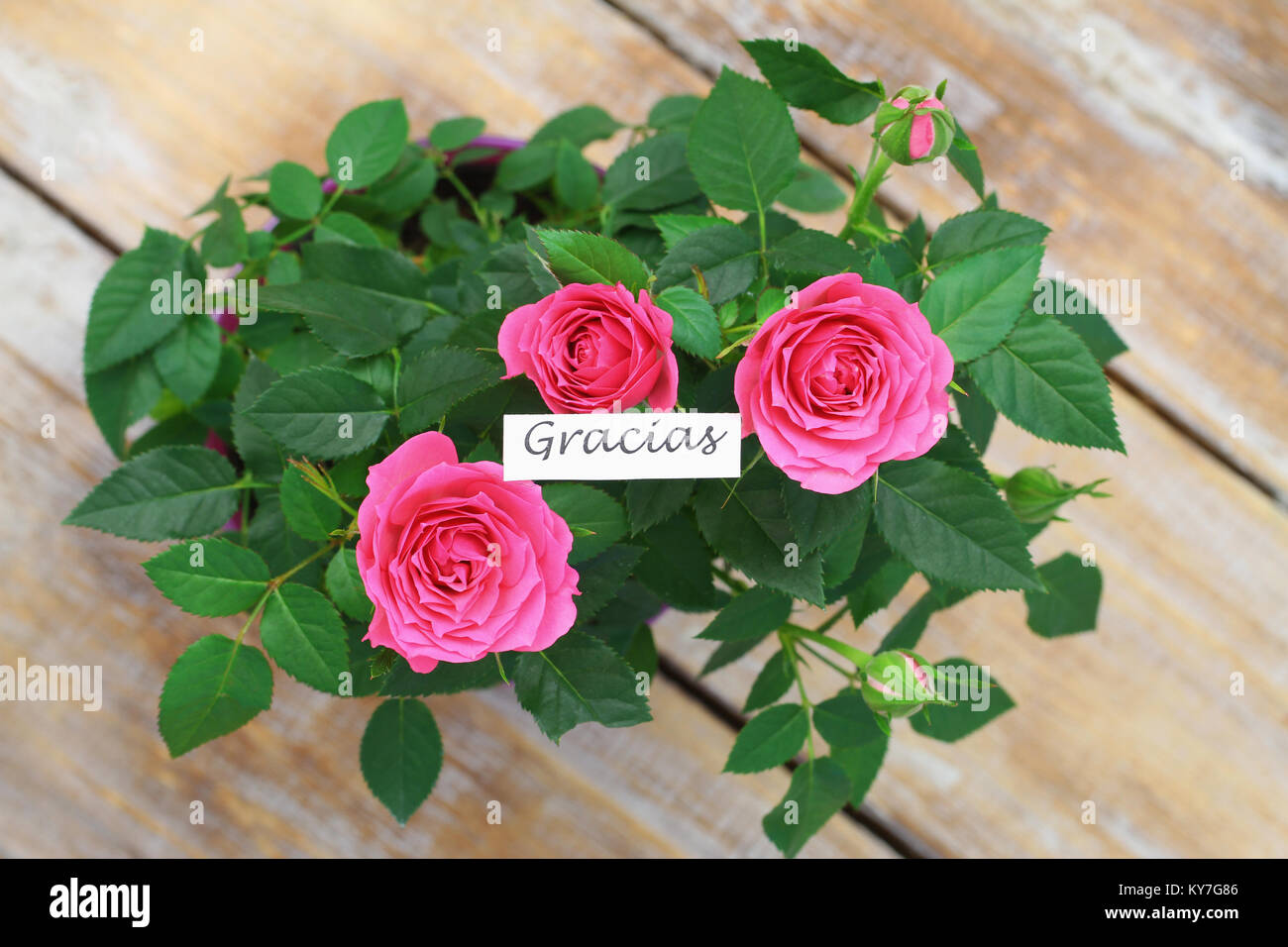 Gracias (vielen Dank, dass Sie sich in Spanisch) mit rosa Wildrosen Stockfoto