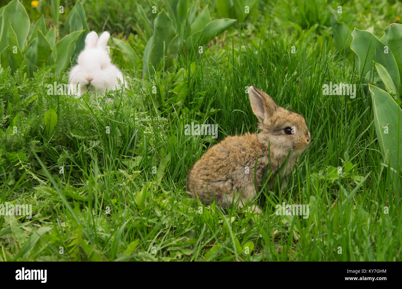 Grau kleiner Hase im Gras sitzen. Bunny Stockfoto