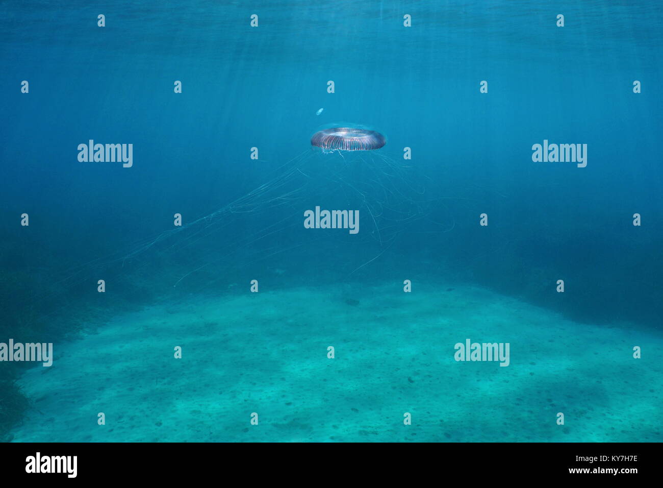 Quellyfish Aequorea Sp. Unterwasser im Mittelmeer, Spanien Stockfoto