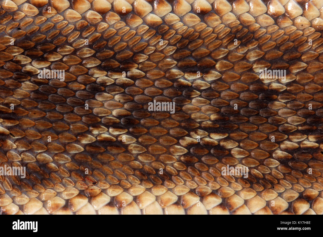 Nahaufnahme des Musters auf Säge skaliert Viper, Echis Carinatus, Tamil Nadu, Südindien Stockfoto