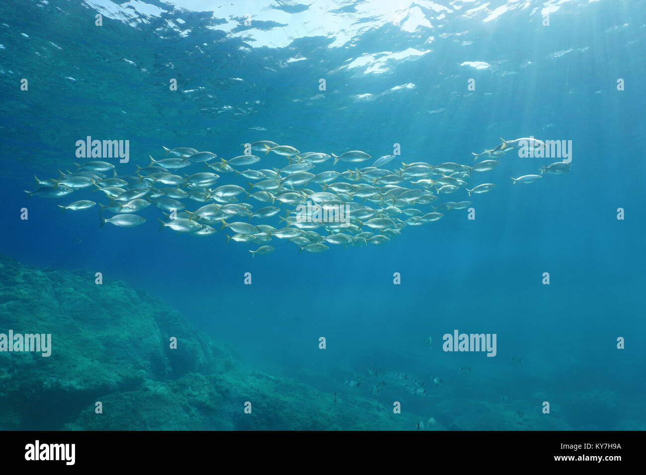 Mediterrane Fisch Schule, Brassen Sarpa salpa Unterwasser, Sizilien, Trapani, Italien Stockfoto