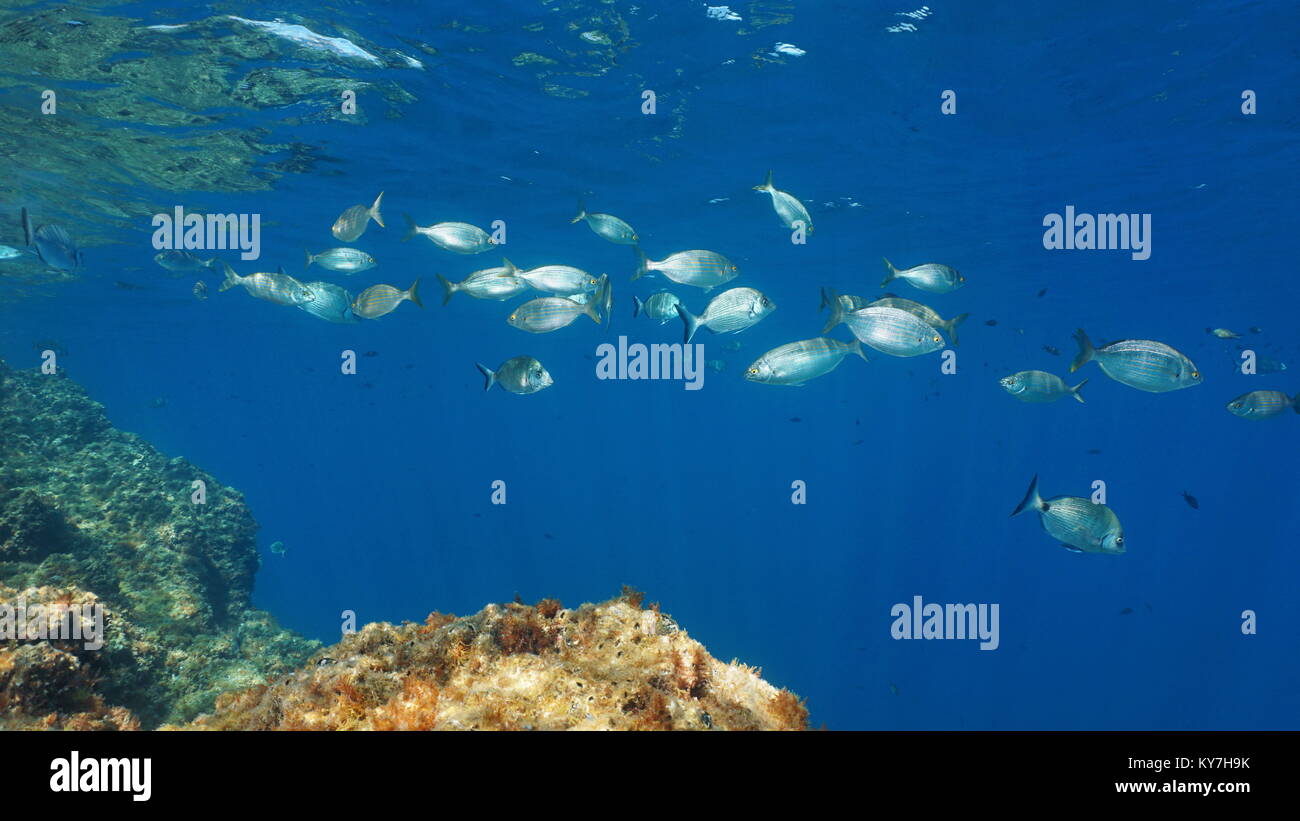 Mediterrane Fisch Brassen Unterwasser im Meeres-reservat von Banyuls Cerbere, Vermeille-küste, Pyrénées-orientales, Roussillon, Frankreich Stockfoto