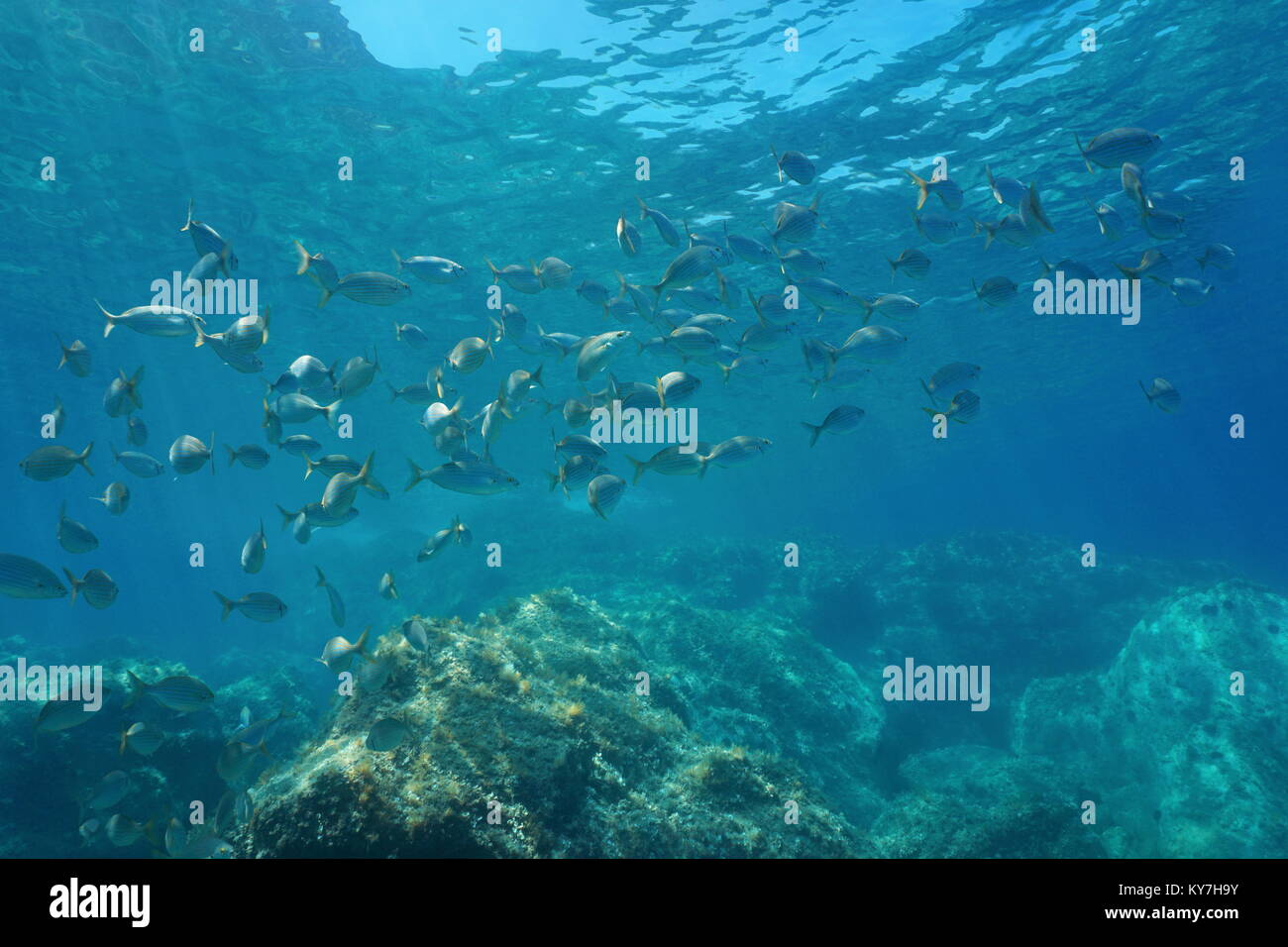 Unterwasser Mittelmeer, shoal von Fisch Brassen salema Porgy, Sarpa salpa, Costa Brava, Katalonien, Spanien Stockfoto