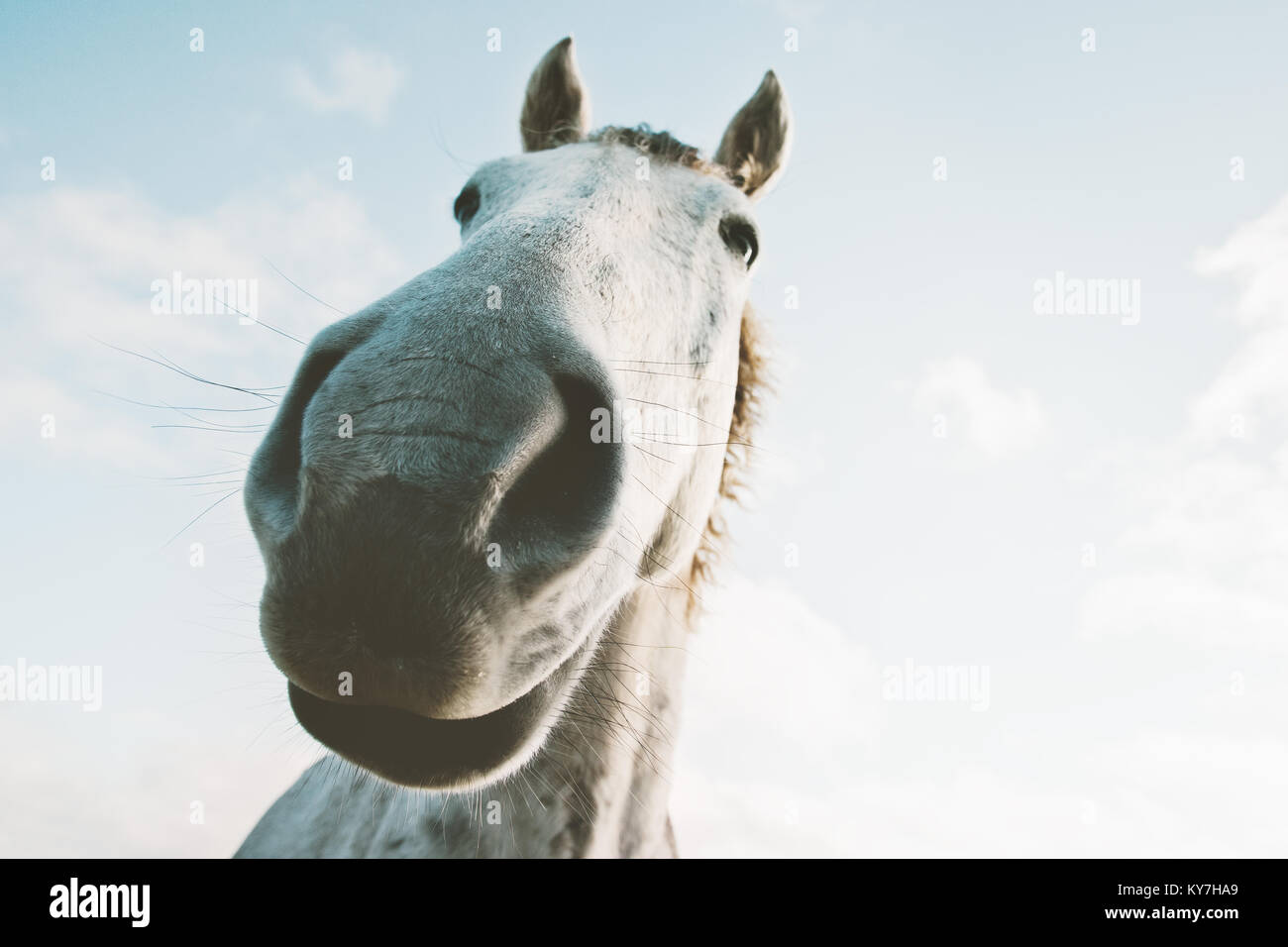White Horse Portrait selfie lustige Haustiere in der Nähe der wilden Natur Tier thematische Stockfoto
